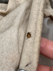 Coccinellinae