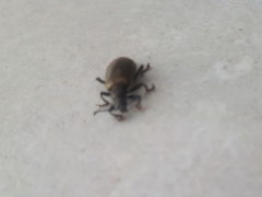 Lagria villosa