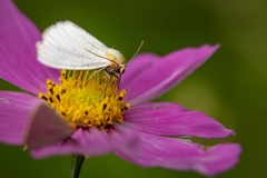 Chrysoecia thoracica