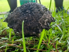 Strobilomyces strobilaceus