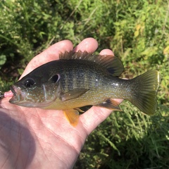 Lepomis cyanellus