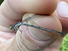 Ischnura