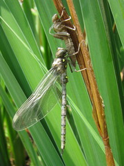 Boyeria vinosa