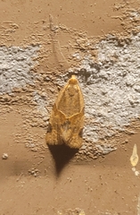 Clepsis peritana