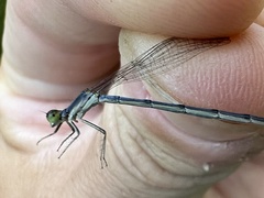 Ischnura