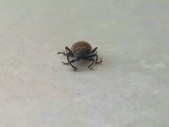 Lagria villosa