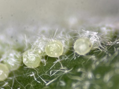 Hyphantria cunea