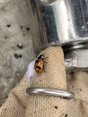 Coccinellinae