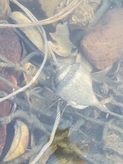 Clibanarius vittatus