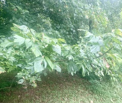 Hyphantria cunea