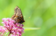 Euphydryas phaeton