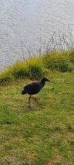 Porphyrio melanotus