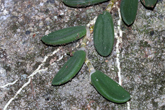 Dendrobium linguiforme