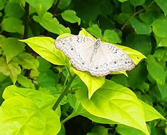 Junonia atlites
