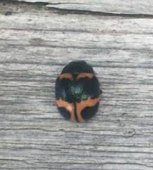 Labidomera clivicollis