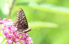 Euphydryas phaeton