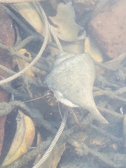 Clibanarius vittatus