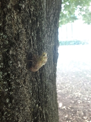 Cicada