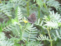 Pholisora