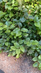 Gaultheria shallon
