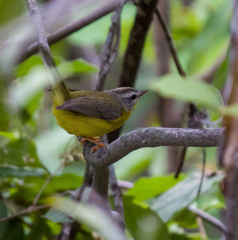Basileuterus culicivorus