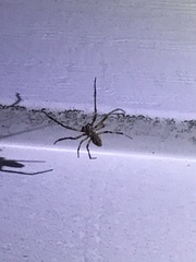 Larinioides sclopetarius