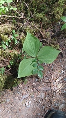 Trillium