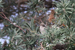 Anthochaera chrysoptera