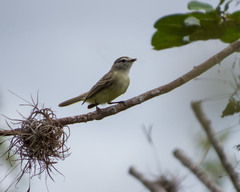 Phyllomyias fasciatus