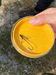 Pelecinus polyturator