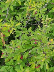 Ilex mucronata image