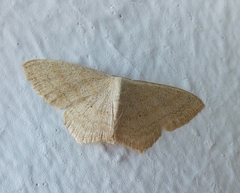 Scopula