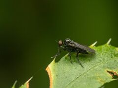 Empididae