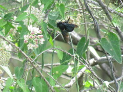 Xylocopa californica