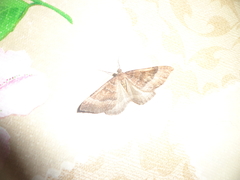 Larentia clavaria