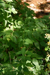 Scrophularia