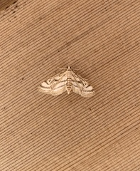 Parapoynx badiusalis