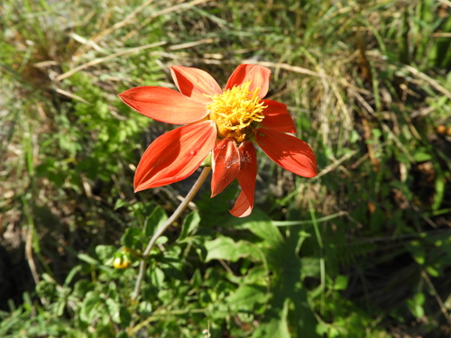 Red dahlia (Dahlia coccinea)