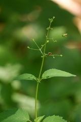 Scrophularia