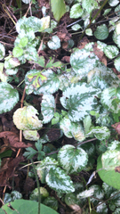 Lamium galeobdolon
