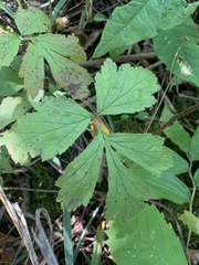 Geum laciniatum