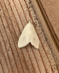 Sitochroa palealis