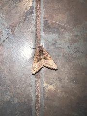 Phlogophora