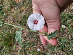 Convolvulus equitans