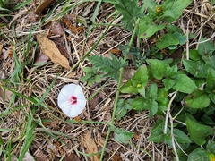 Convolvulus equitans