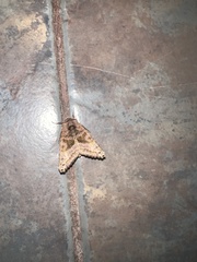 Phlogophora