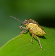 Holcostethus limbolarius