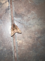 Phlogophora