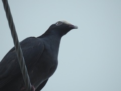 Patagioenas leucocephala