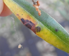 Venturia oleaginea
